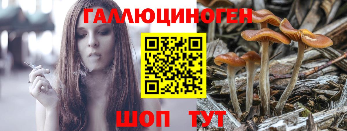 Псилоцибиновые грибы Psilocybe Надым